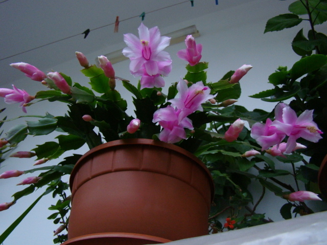 Florile noastre