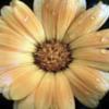 Flower_75