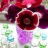 gloxinia